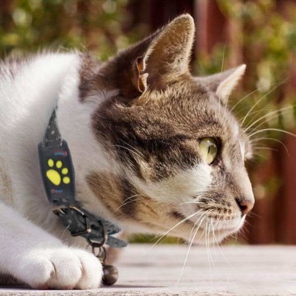 Cat GPS Tracker